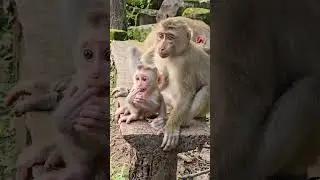 Great video of monkey family, Kind Jane family looks adorable and friendly