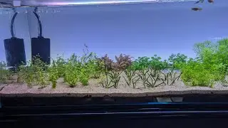 DIY Aquarium backlight don't waste money try this