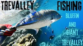 Catching GT and Bluefin Trevally from Shore in the Beautiful Red Sea, KSA
