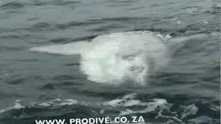 Sardine Run South Africa Update - Port Elizabeth 25 May 2012