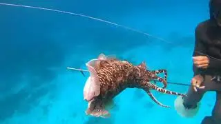 sapol sa bawat tira,walang kawala Ang mga malalaking cuttle fish/ kobutan