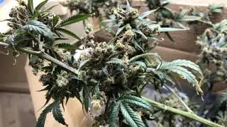Purple Punch Indoor Grow Almost already For Harvest!!!!