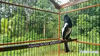 Kacer lawan pasti respon dengan suara kacer ini
