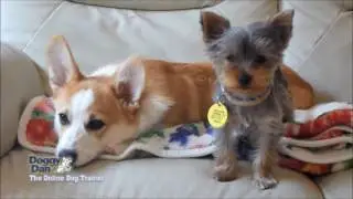 Best Dog Training Classes Dayton