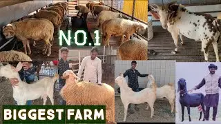 M R goat farm | goats breeding setup | Kohinoor | bade bakriya | vilayati 🐏 farm hyd