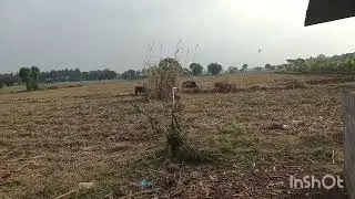 3 Acres Agriculture Land For Sale Near Nanjangud to Hullhalli Road.(8197434359).