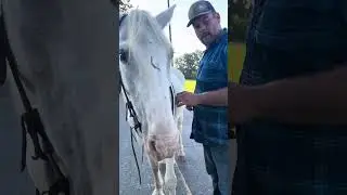 TSP LOT - LadyBug 🐞- Draft X - Mare - $2000