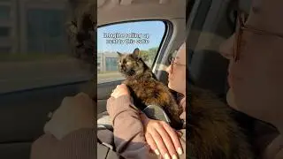 Left them in our litter dust #cat #funnycats