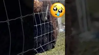 Quit Eating Bison 🦬 #quiteatinganimals #vegan #bison #buffalo #meat #farm #organic #animals #shorts