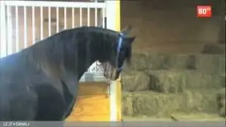 Un cheval rebel intelligent