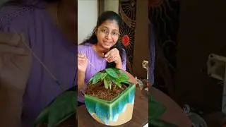 how to save plants from overwatering #shorts #overwatering #plants