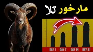 Nafs Mota Aur Lamba Kaise Hoga | Desi Nuskha | @Lohapaartips