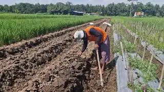 GENIUS METHOD FOR FARMING: SIMPLE TOOLS TO PREPARE LAND AND IRRIGATION CHANNELS -Agriculture Farming