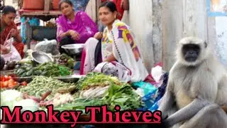 Monkeys and Indian cities ! How monkeys learned to live with humans ! Wildlife Documentary
