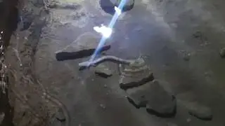 The Olm (Proteus anguinus) - Herzegovina