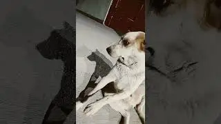 dogs can also feel love