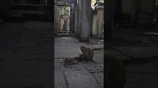 Monkeys at Bayon temple 🐒🐒🐒 🍃#monkeys #monkeylover #animals #temple #Bayon #siemreap #Cambodia