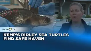 Kemp&rsquo;s Ridley Sea Turtles Rescued From Cape Cod Cold