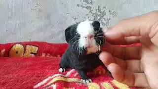 Guinea pig baby