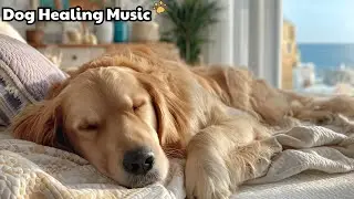12 Hours Dog Music 🐾 Dog Relaxation Music 🎵 Calming Dog Music Wrapping Pets In Soft Comfort