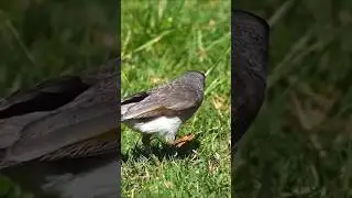 One Bird, One Target, Perfect Shot 🎯🐦