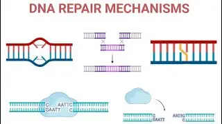 DNA REPAIR MECHANISM PART 1 #usmle #uworld # INICET #neet #marrow #mbbs #pathology #medicine