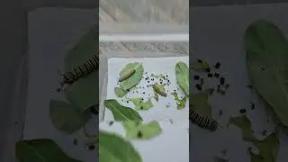 $30 Monarch Caterpillar Rearing Kit from DFW Butterfly Release