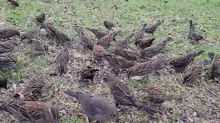 Capturing the birds visiting. @Vivi Mon Vlogs 