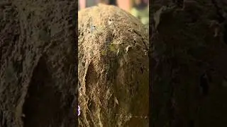 new videoChaya podi hair pack😱Hero of t pack #shortvideos #fashion #viral #hair #haircare #how #tea