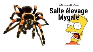 Pièce élevage Mygale à découvrir