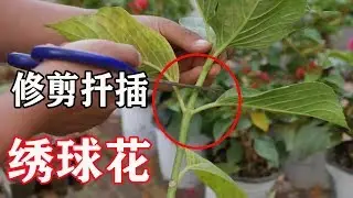 【小花匠】當你的繡球花失去美觀，小花匠教你怎麼挽救，怎麼插怎麼活