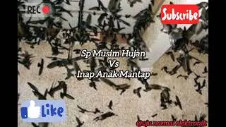 Suara Walet ‼️ SP Musim Hujan Vs Inap anak mantap