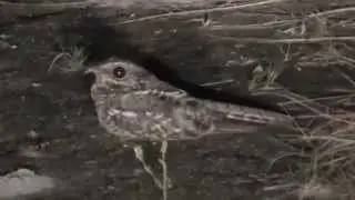 Buj&iacute;o o Guardacaminos (Nyctidromus albicollis) en el Vichada
