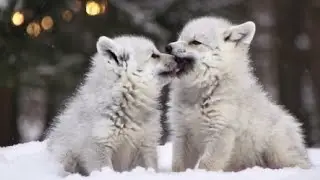 Adorable Snow White Wolf Cubs Playing in the Snow | Cutest Baby Wolves Moments