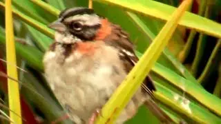 ① Rufous Collared Sparrow Zonotrichia capensis copet&oacute;n Morgenammer