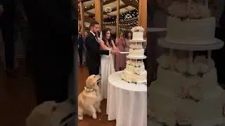 Dog Destroys Wedding Cake Before Couple Cuts It