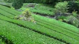 🚶&zwj;♂️ Beautiful High Mountain Japan Green Tea Farm - Softypapa Adventures - Walking in Japan