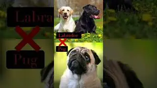 The Dog Episode : 12 | Dog Facts 101 | PugaDor | Pug X Labrador |
