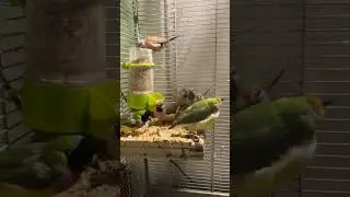 perroquet  perruche  parrot1