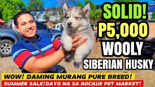 SOLID! P5,000 WOOLY HUSKY! | AND DAMING MURANG PUREBREED NGAYON SA BOCAUE PET MARKET