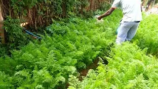 Beautiful Vegetable Garden