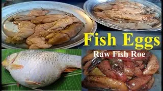Different Types Of Fish Eggs | Big Fish Eggs | Huge Fish Eggs Collection | Amazing Fish Eggs
