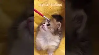 tiny kittens being soft and kinda confused 🍼😹#cat #kitten #lol #pets