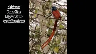 African Paradise Flycatcher vocalisations