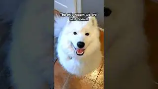 The Truth About Canine Loyalty: Am I Really His Best Friend #samoyed #dog #shorts