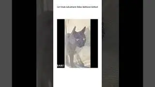 Hilarious Cat Shenanigans That Will Make You LOL #cat #hilariousfails #funny #entertaininganimals