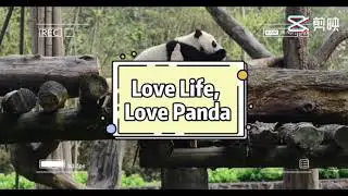 #Shorts Love Panda, Love Life | Pandagarten