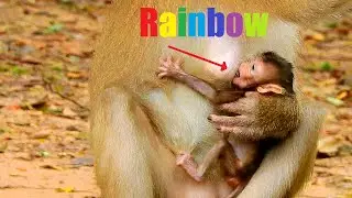Premature baby Rainbow try breastfeeding, Baby really need extra milk, Fresh Newborn Monkey 1706