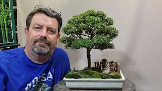 Dwarf myrtle in for a prune. 