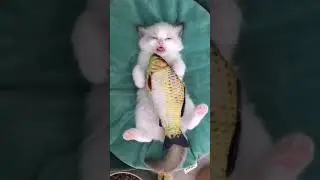 Oh My Dream Fish! Cute Cat
